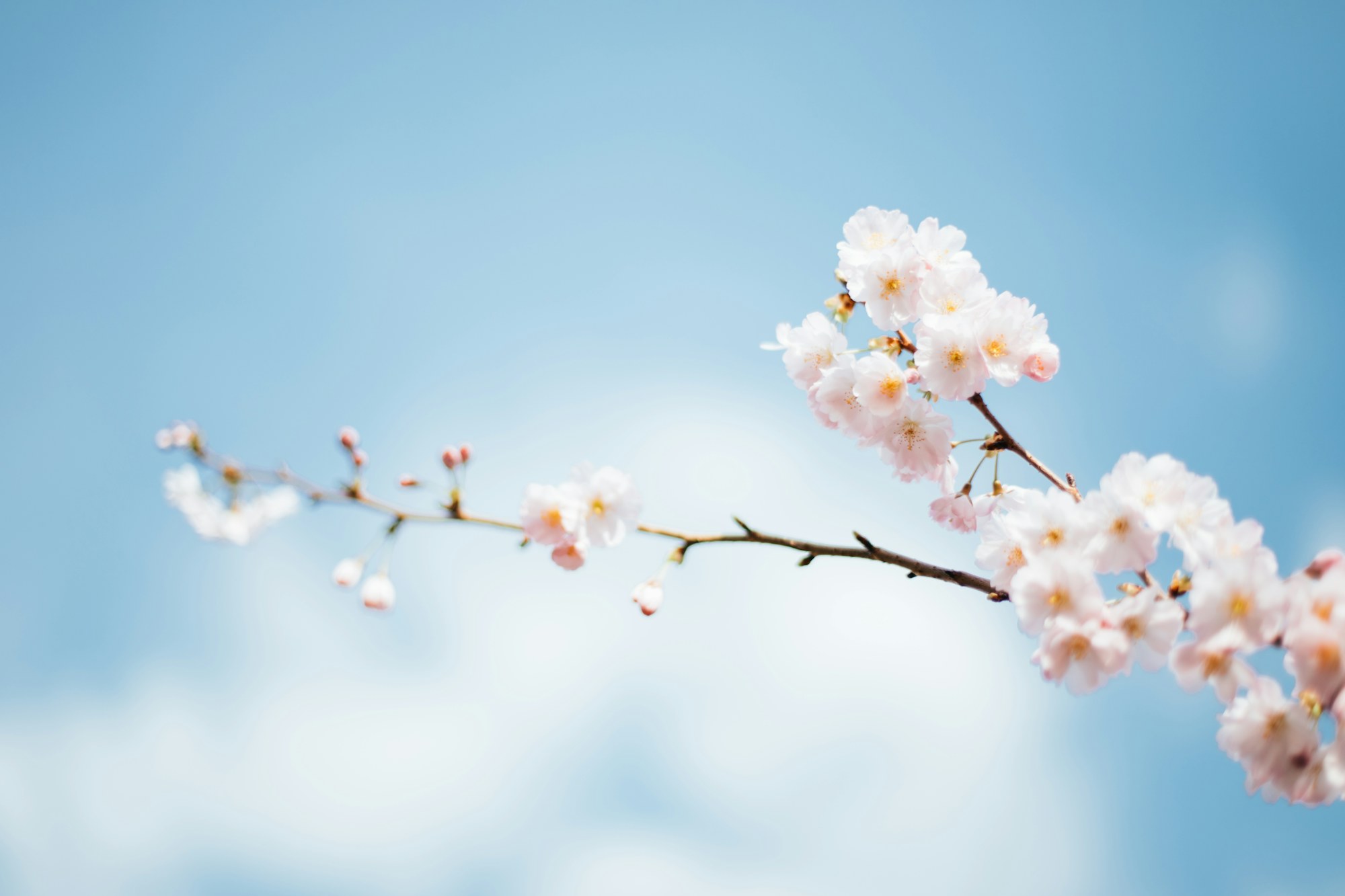 Ostern · Frühlingsblüte