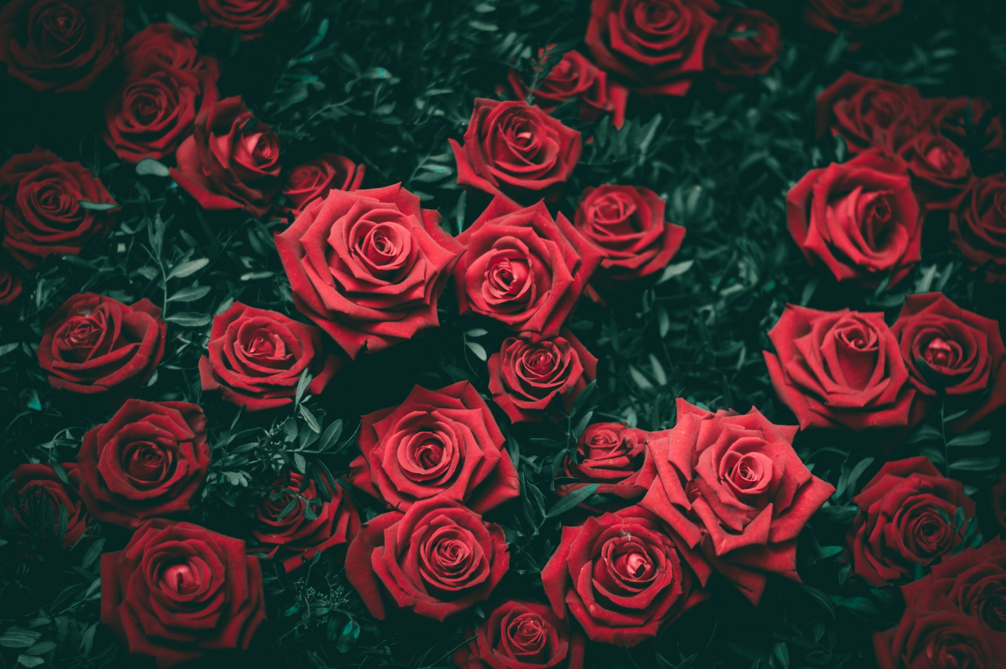 Valentinstag · Rote Rosen